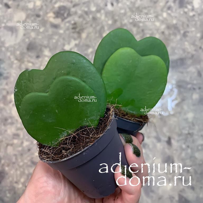 Растение Hoya KERRII Хойя Керри валентинка 3