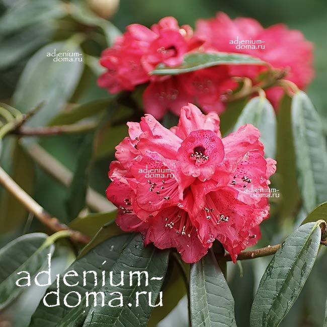 Rhododendron ARBOREUM Рододендрон древесный 2