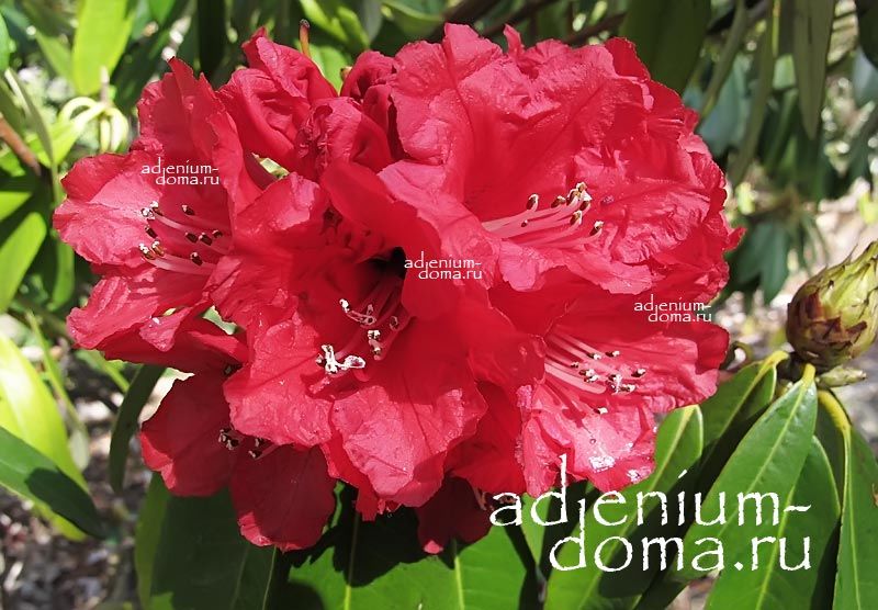 Rhododendron ARBOREUM Рододендрон древесный 3