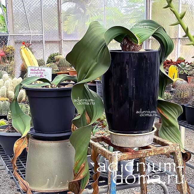 Welwitschia MIRABILIS Вельвичия удивительная Мирабилис Царица пустыни 4