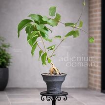 Baseonema GREGORII (Базеонема)