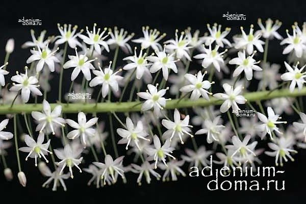 Drimia ALTISSIMA Tall white squill Дримия Альтиссима высочайшая Высокий белый кальмар 3