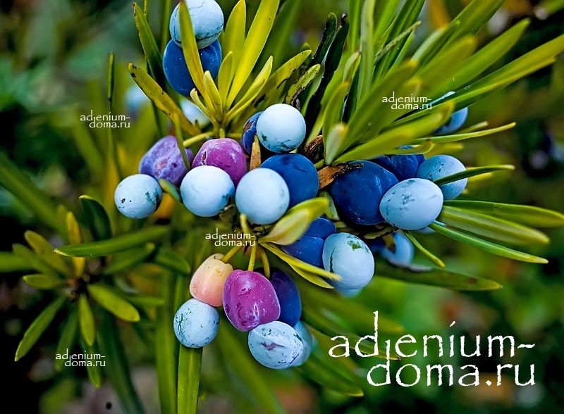 Podocarpus MACROPHYLLUS Ногоплодник крупнолистный Подокарпус Макрофиллус 1