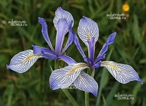 Iris MISSOURIENSIS Ирис миссурийский 3