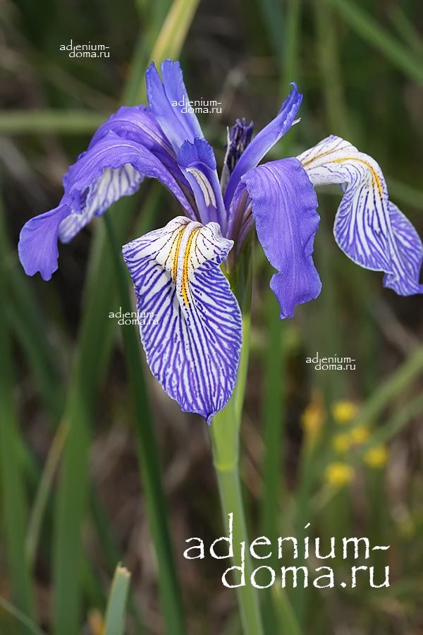 Iris MISSOURIENSIS Ирис миссурийский 4