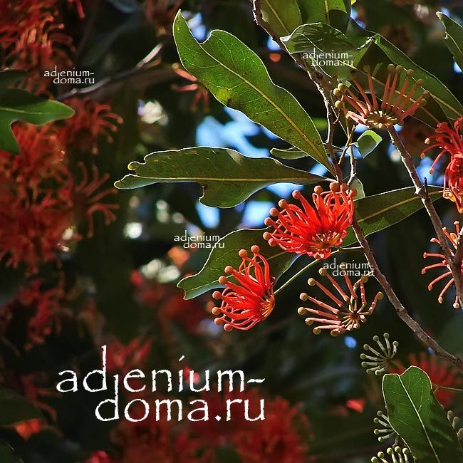 Stenocarpus SINUATUS Стенокарпус выемчатый Австралийское огненное дерево 3