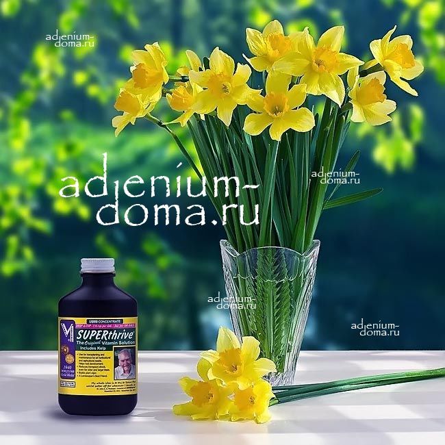 Frailea SCHILINZKYANA PERUMBILICATA Фрайлея Шилинского Перумбиликата 1