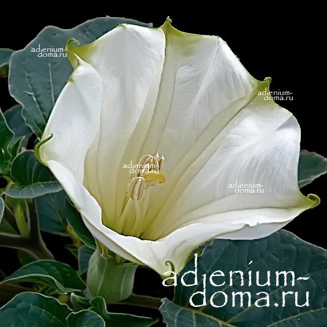 Brugmansia SUAVEOLENS WHITE Бругмансия душистая белоцветковая Суаволенс Труба ангела 2