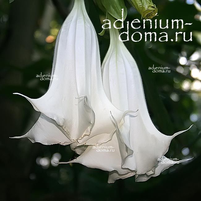 Brugmansia SUAVEOLENS WHITE Бругмансия душистая белоцветковая Суаволенс Труба ангела 3