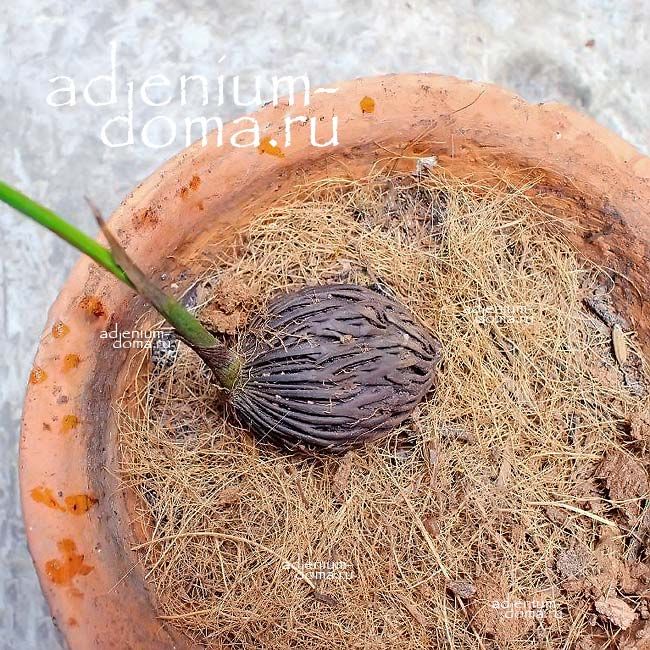 Wodyetia BIFURCATA Водиетия раздвоенная Бифурката Пальма Лисий хвост Foxtail palm 3