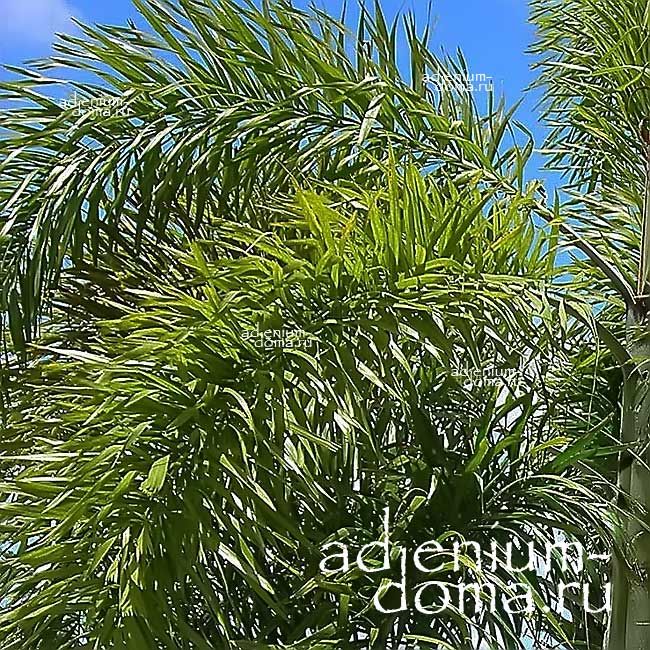 Wodyetia BIFURCATA Водиетия раздвоенная Бифурката Пальма Лисий хвост Foxtail palm 1