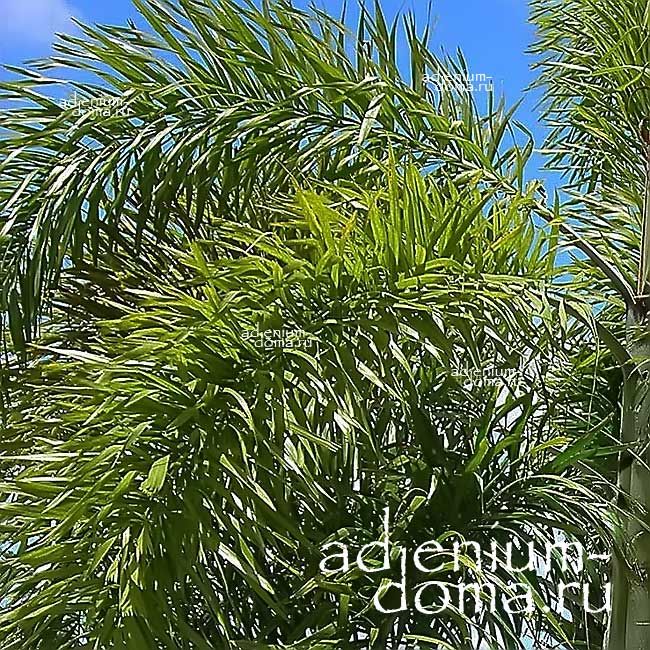 Wodyetia BIFURCATA Водиетия раздвоенная Бифурката Пальма Лисий хвост Foxtail palm 3
