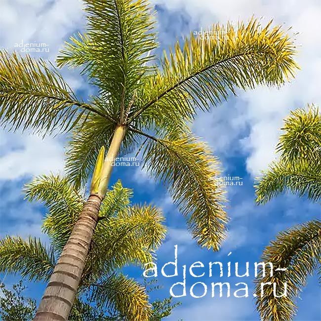 Wodyetia BIFURCATA Водиетия раздвоенная Бифурката Пальма Лисий хвост Foxtail palm 2