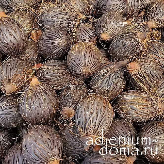 Wodyetia BIFURCATA Водиетия раздвоенная Бифурката Пальма Лисий хвост Foxtail palm 3