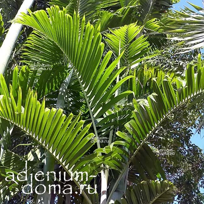 Dypsis PEMBANA Pemba Palm Chrysalidocarpus Дипсис Пембана Пемба пальма Хризалидокарпус 2
