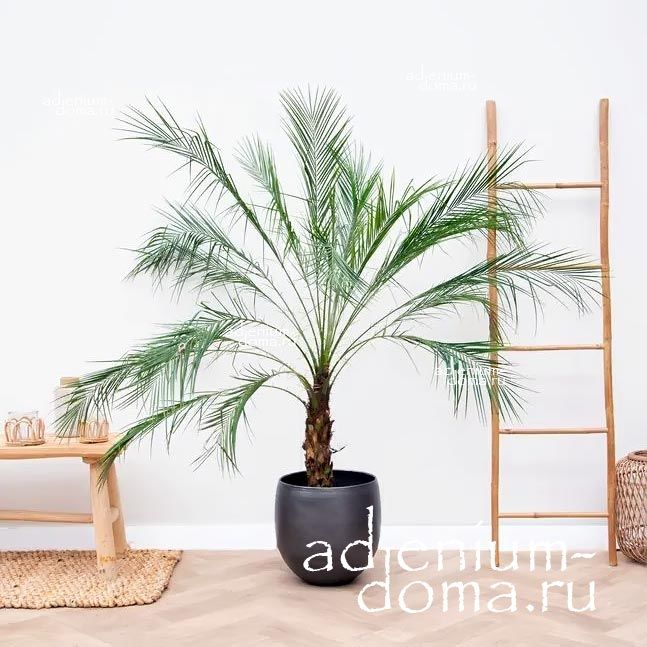 Как вырастить финиковую пальму из косточки: полезные советы | myDecor