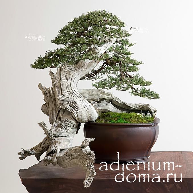 Juniperus CHINENSIS Можжевельник китайский 3