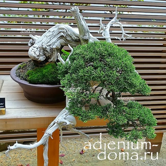 Juniperus CHINENSIS Можжевельник китайский 2