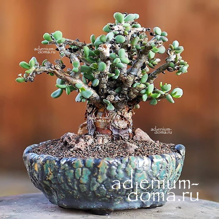 Portulacaria PYGMAEA Ceraria Портулакария карликовая Пигмея Церария 3