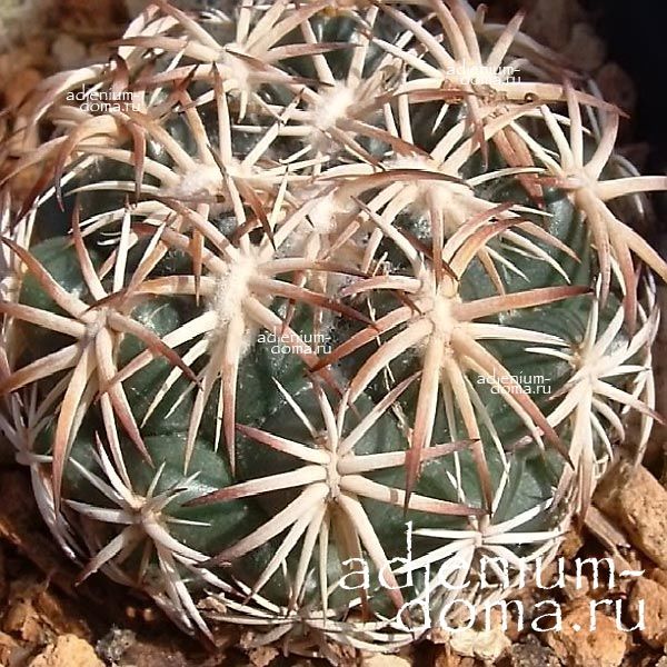 Coryphantha RETUSA Mammillaria Корифанта усеченная Ретуза Маммилярия 2