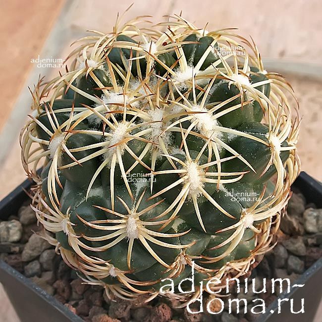 Coryphantha RETUSA Mammillaria Корифанта усеченная Ретуза Маммилярия 3