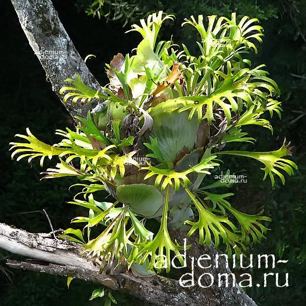 Platycerium HILLII (Платицериум, Папоротник)