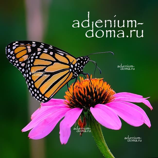 Echinacea PURPUREA Эхинацея пурпурная Рудбекия 2