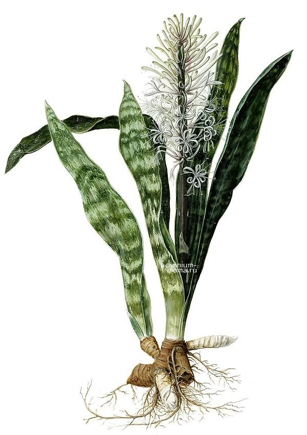 Sansevieria HYACINTHOIDES Dracaena Сансевиерия гиацинтовая Сансевьера Хиацинтоидес 3