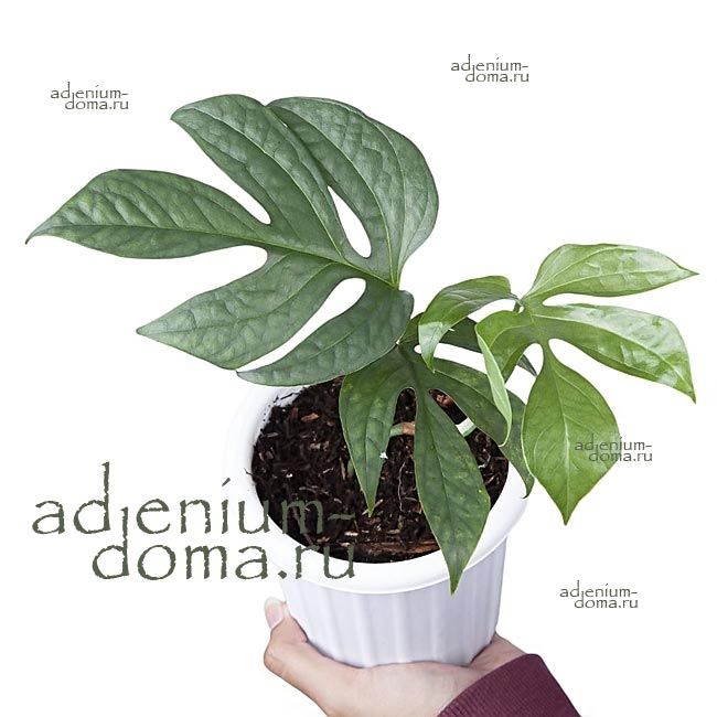 Растение Amydrium MEDIUM SILVER Амидриум средний серебристый Медиум Сильвер 2