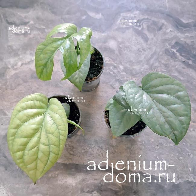 Растение Amydrium MEDIUM SILVER Амидриум средний серебристый Медиум Сильвер 3