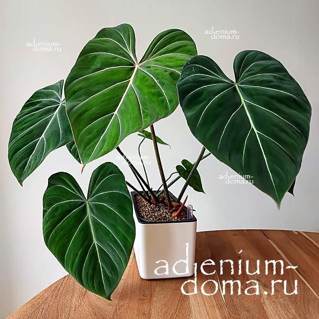 Philodendron GLORIOSUM Филодендрон славный Глориозум 2