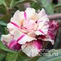Adenium Obesum Triple Flower VINH HOA 4