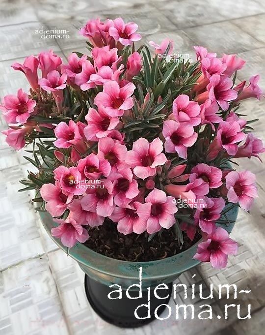 Adenium Obesum Desert Rose BO DAO