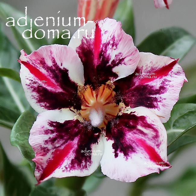 Adenium Obesum Desert Rose OASIS 3