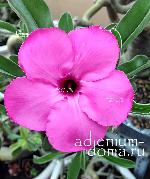 Adenium Obesum Desert Rose PURPLE SUNSET