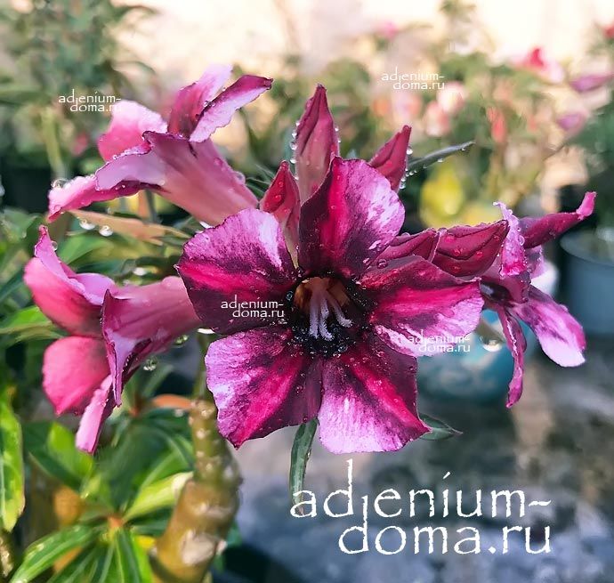 Adenium Obesum Desert Rose ALY