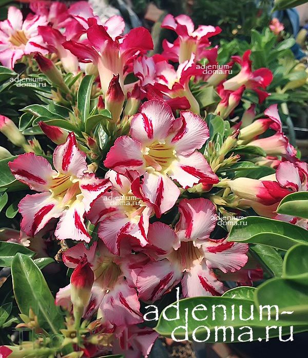 Adenium Obesum Desert Rose THE PARK