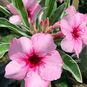 Adenium Obesum Desert Rose KAWAI 4