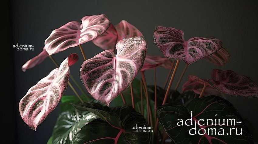 Растение Alocasia PINK DRAGON Алоказия Пинк Драгон Розовый дракон 3