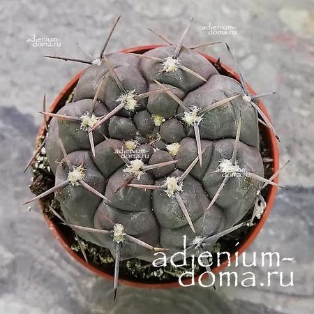 5 Gymnocalycium BORTHII 'NOGOLENSE' ():  c