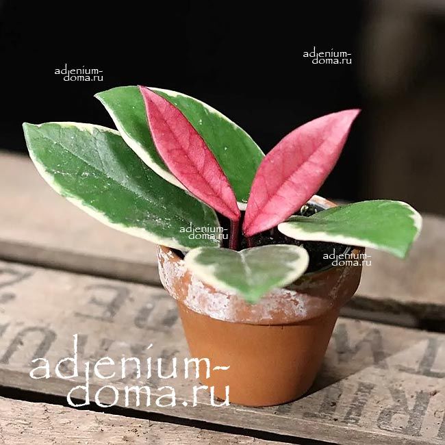 Растение Hoya FLAMINGO DREAM Хойя Фламинго Дрим 2