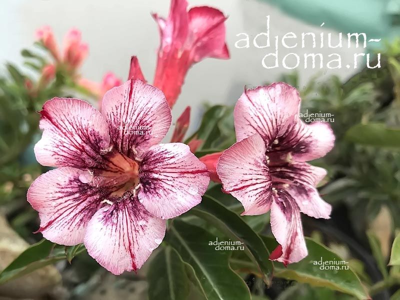 Adenium Obesum Desert Rose BARBIE BOY