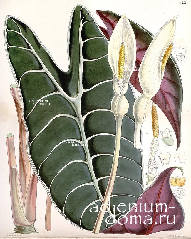 Alocasia LONGILOBA Алоказия длиннолопастная Лонгилоба 3