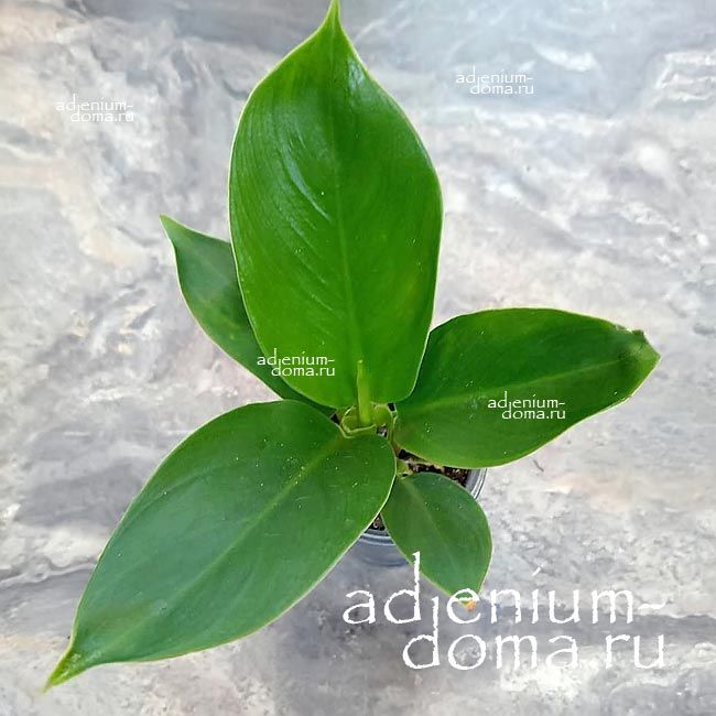 Растение Philodendron IMPERIAL GREEN Филодендрон Империал Грин 2