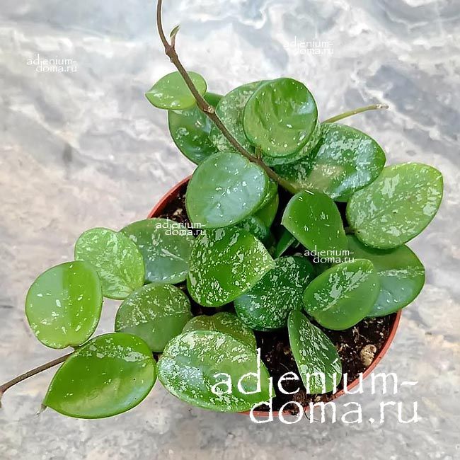 Растение Hoya MATHILDE Хойя Матильда 3