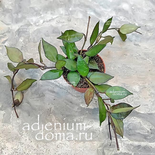 Растение Hoya KROHNIANA Хойя Крониана Крона 2