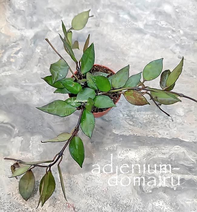 Растение Hoya KROHNIANA Хойя Крониана Крона 3