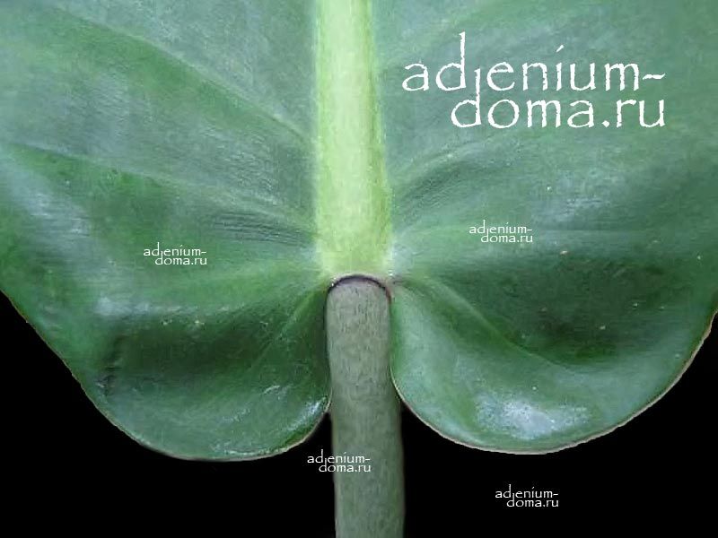 Philodendron ANNULATUM Филодендрон кольчатый Аннулатум 3