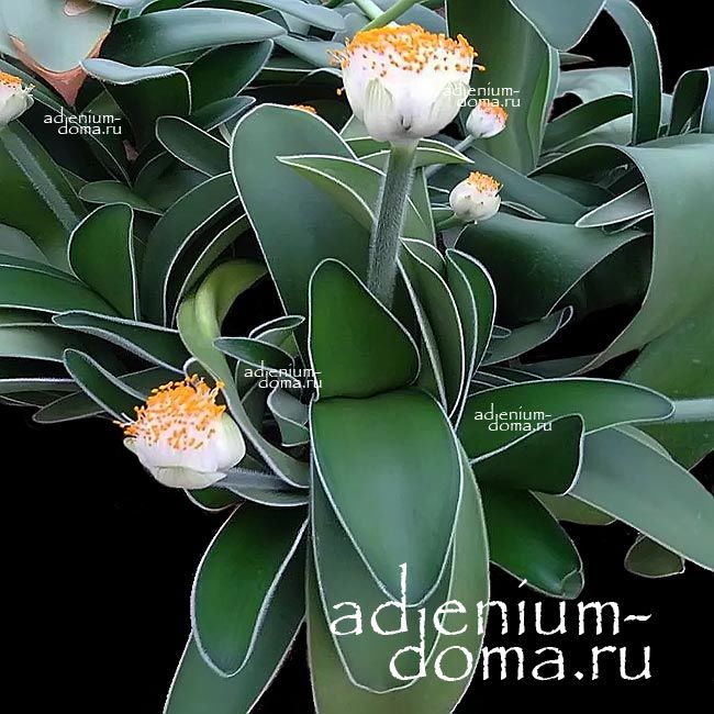 Haemanthus ALBIFLOS Гемантус белоцветковый Снежный шар Белый кустарник 3