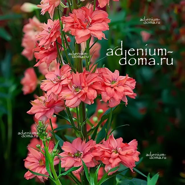 Delphinium RED CAROLINE Дельфиниум Красная Каролина Живокость 1